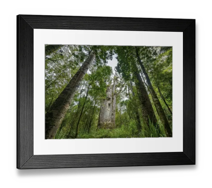 Framed Print : Te Matua Ngahere, father of the forest
