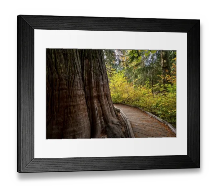 Framed Print : Wooden path around a thick western red cedar (Thuja gigantea)