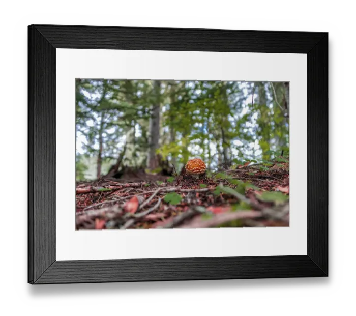 Framed Print : Red Fly agaric (Amanita muscaria) at the forest floor in the deciduous forest