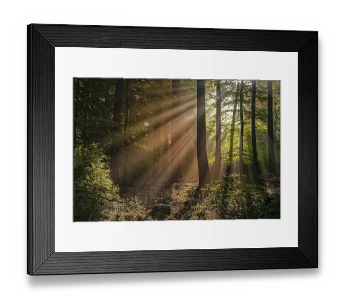 Framed Print : Autumn forest in the morning, sunrays Framed Print : Autumn forest in the morning, sunrays