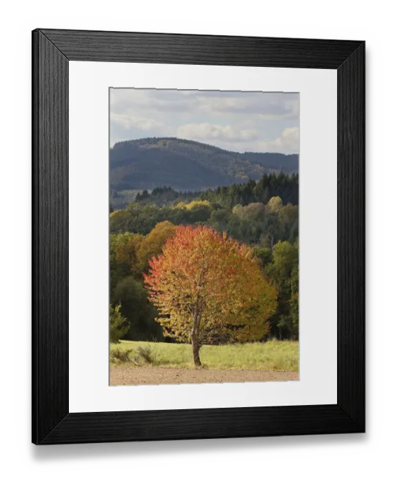 Framed Print : Cherry tree in autumnal landscape