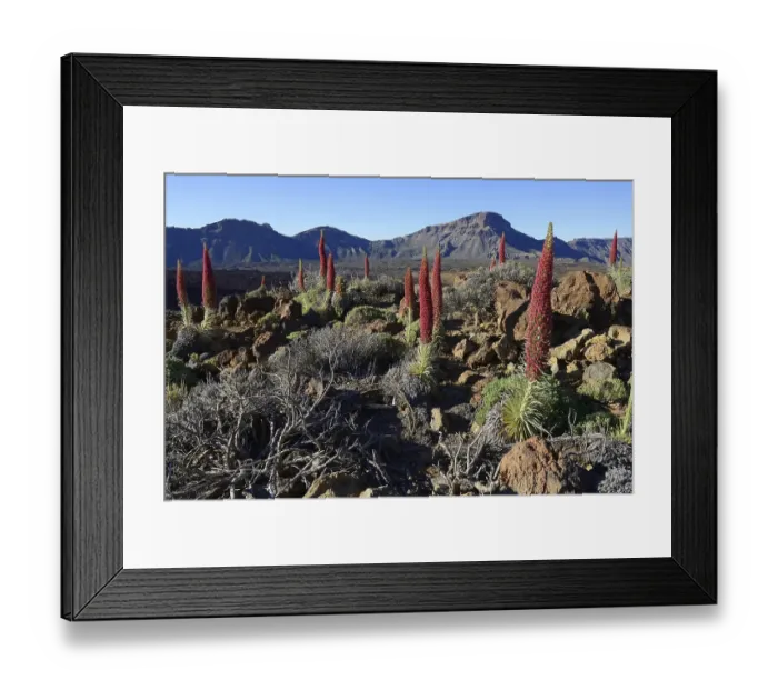 Framed Print : Tenerife bugloss (Echium wildpretii) in flower Framed Print : Tenerife bugloss (Echium wildpretii) in flower