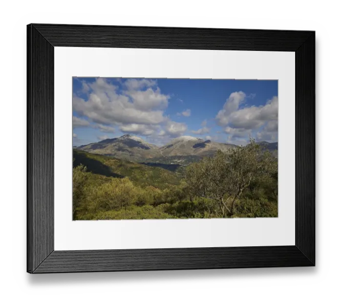 Framed Print : Olive tree, green slopes, winter