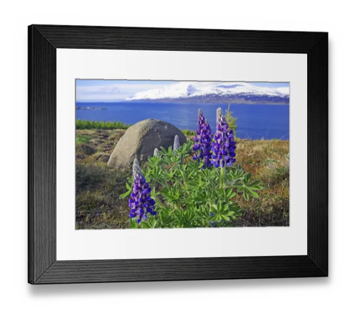 Framed Print : Flowering lupines at Eyjafjoerour