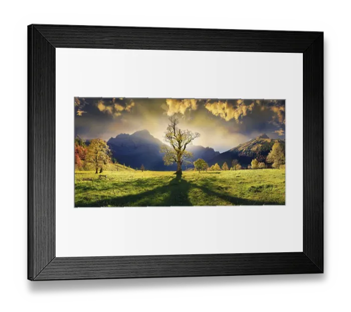 Framed Print : Grosser Ahornboden Panorama with autumnal colourful gnarled maple tree in low sun below the Spritzkar
