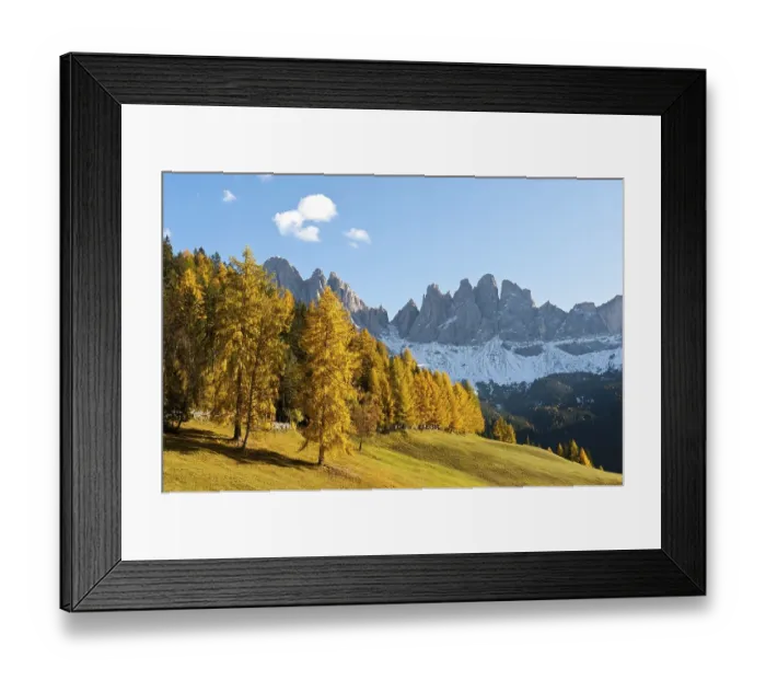 Framed Print : European larch (Larix decidua) Framed Print : European larch (Larix decidua)