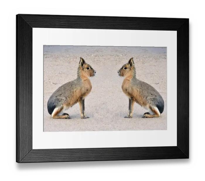 Framed Print : Pampas hare, (Dolichotis patagonum)