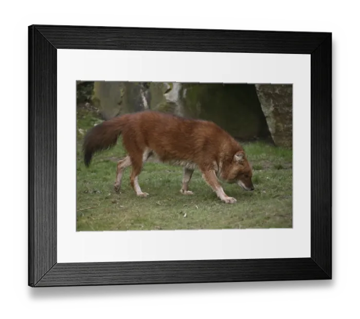Framed Print : Red dog Framed Print : Red dog