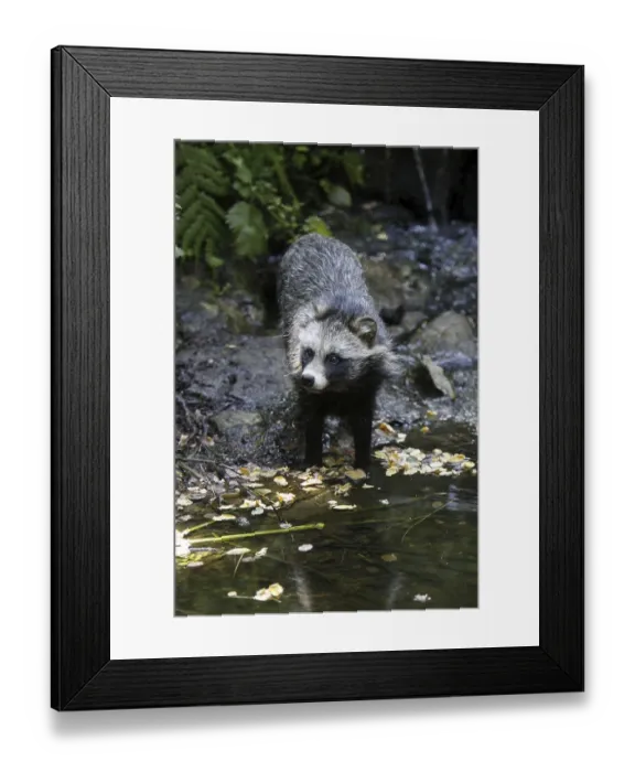 Framed Print : Tanuki Framed Print : Tanuki