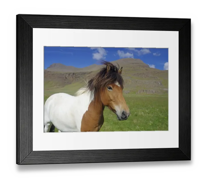 Framed Print : Icelandic horse, piebald, looks curiously into the camera
