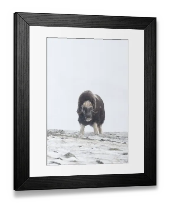 Framed Print : Muskox (Ovibos moschatus) in the snow