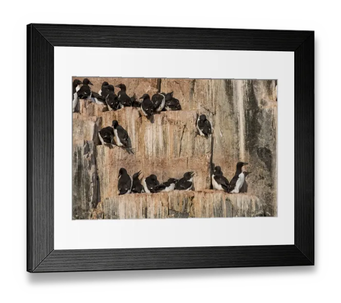 Framed Print : Thick-billed Murres (Uria lomvia)