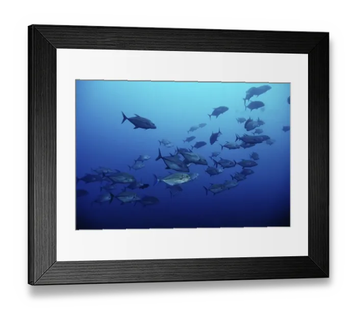 Framed Print : Bigeye Trevallys or Bigeye Jacks (Caranx sexfasciatus)