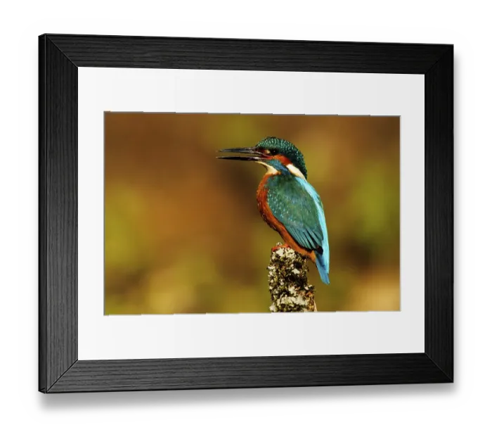 Framed Print : Eurasian Kingfisher or River Kingfisher (Alcedo atthis) Framed Print : Eurasian Kingfisher or River Kingfisher (Alcedo atthis)