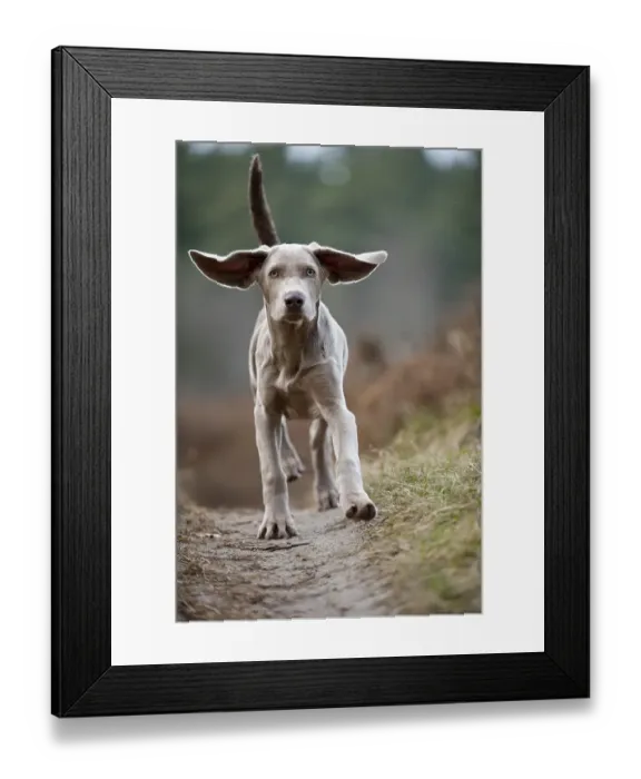 Framed Print : Galloping Weimaraner puppy Framed Print : Galloping Weimaraner puppy