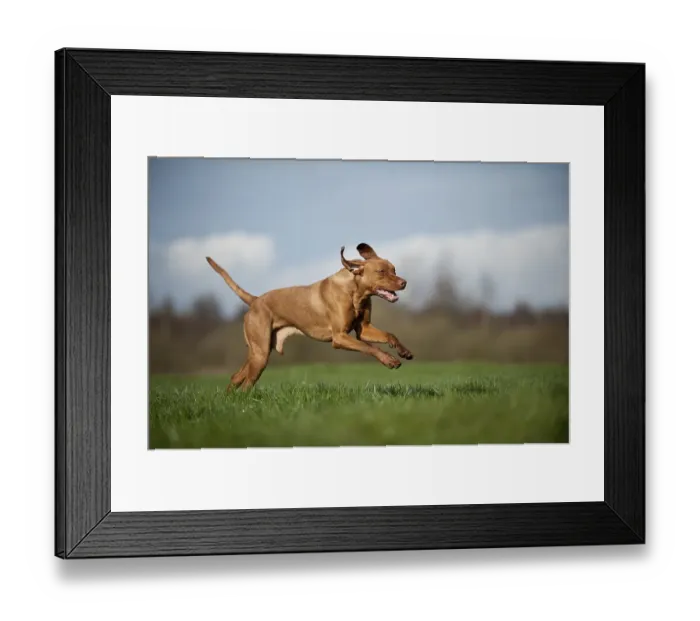 Framed Print : Magyar Vizsla dog running across a meadow