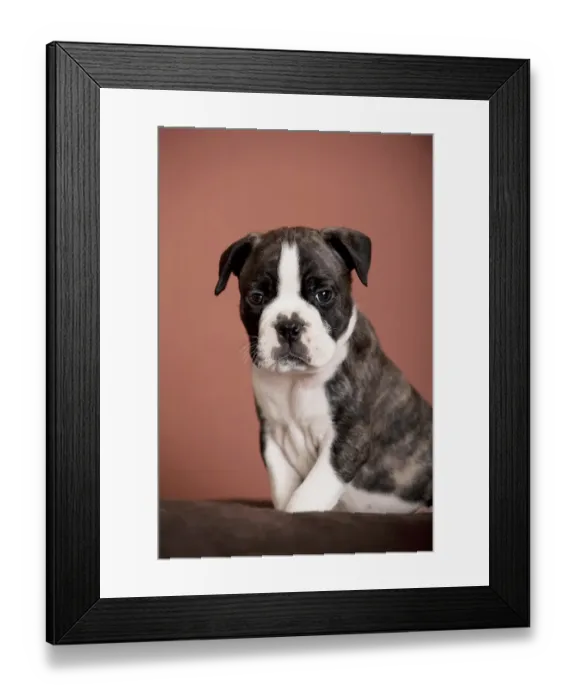 Framed Print : Olde English Bulldog, puppy sitting Framed Print : Olde English Bulldog, puppy sitting