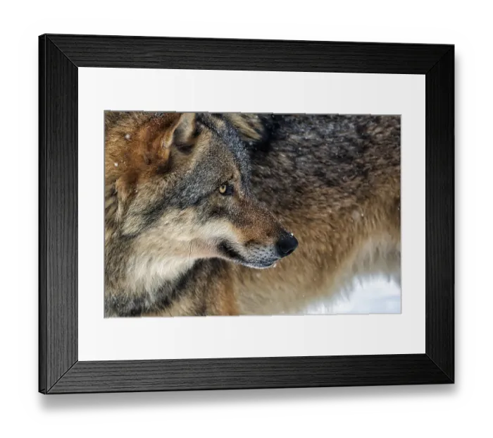 Framed Print : Gray wolf (Canis lupus) in the snow