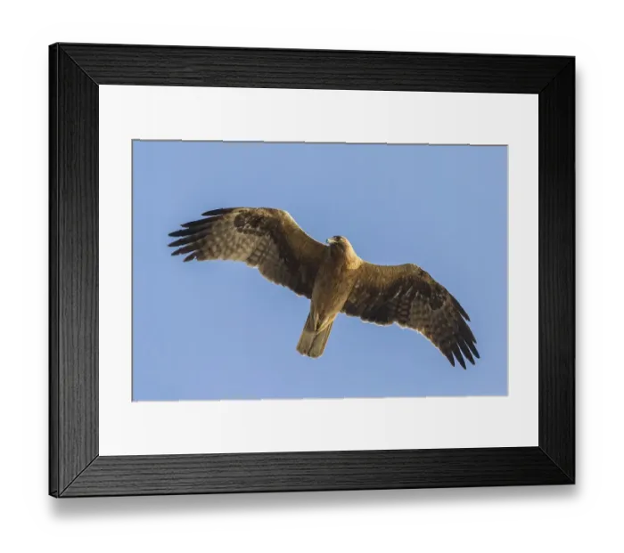 Framed Print : Booted eagle (Hieraaetus pennatus) Framed Print : Booted eagle (Hieraaetus pennatus)