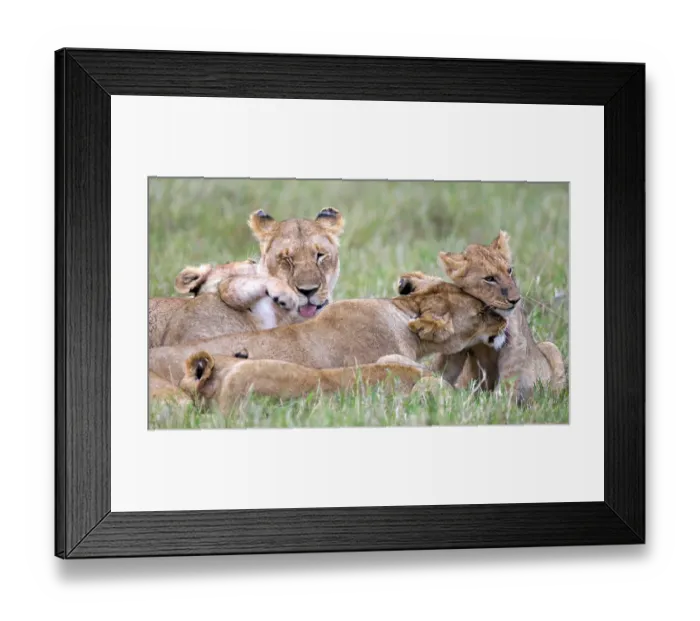 Framed Print : Lion (Panthera leo), lioness with cubs