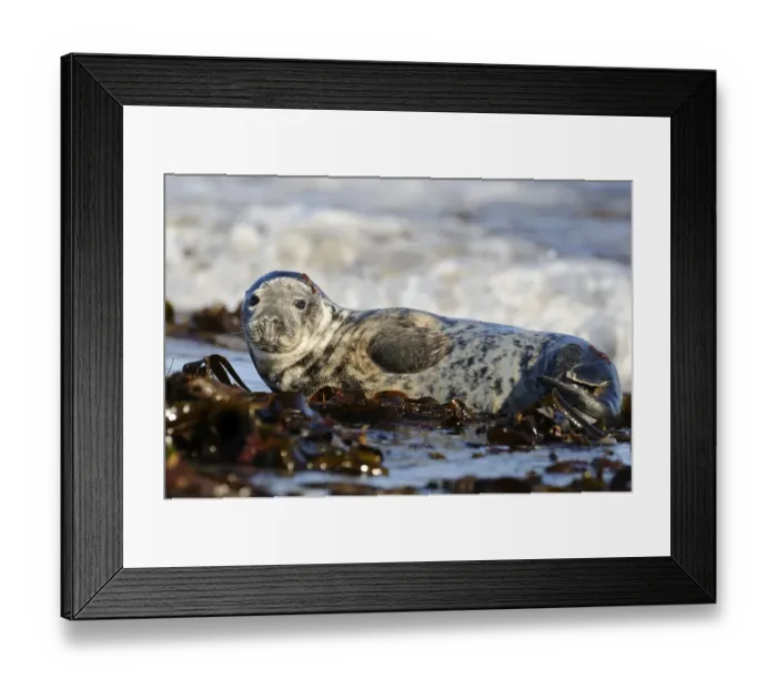 Framed Print : Gray Seal (Phoca vitulina), young resting on washed up seaweed