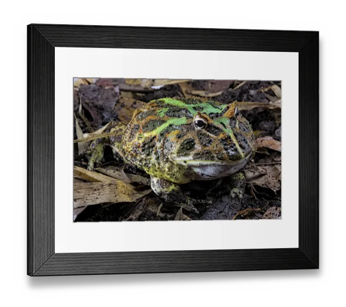 Framed Print : Cranwell's horned frog (Ceratophrys cranwelli) on muddy ground Framed Print : Cranwell's horned frog (Ceratophrys cranwelli) on muddy ground