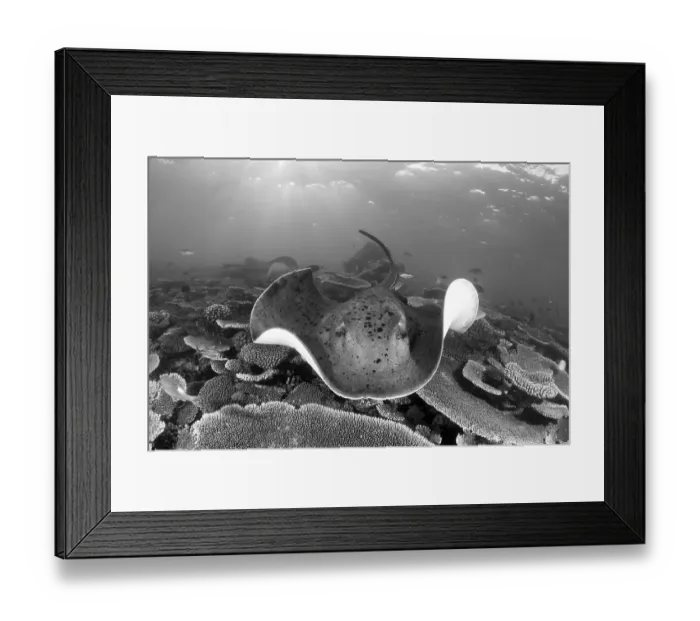Framed Print : Black spotted stingray, Taeniura meyeni