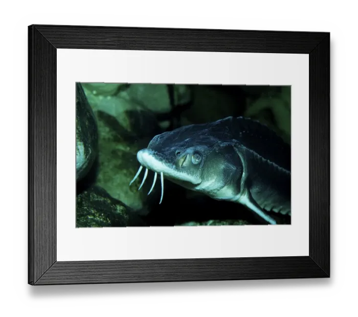 Framed Print : Waxdick, Russian sturgeon, sturgeon Framed Print : Waxdick, Russian sturgeon, sturgeon