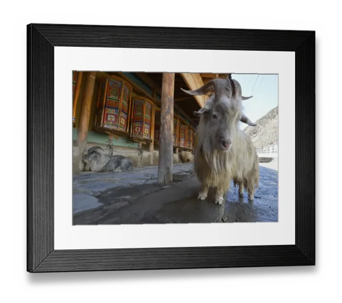 Framed Print : Ram standing in front of the prayer wheels and kora at the Labrang Monastery