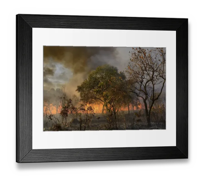 Framed Print : Burning vegetation in a bushfire Framed Print : Burning vegetation in a bushfire
