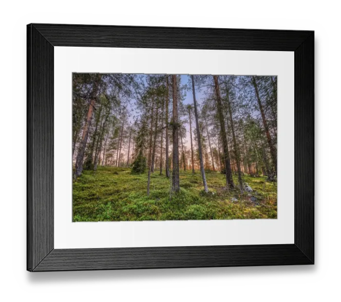 Framed Print : Sunset in boreal, arctic forest Framed Print : Sunset in boreal, arctic forest