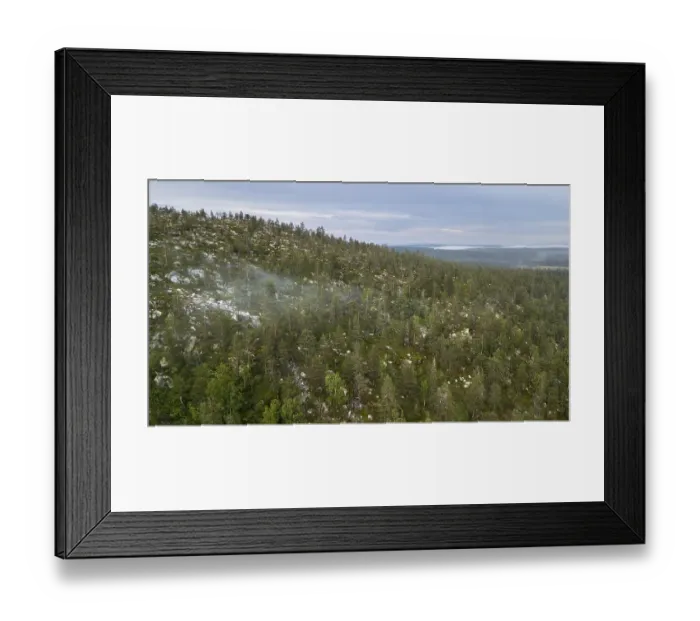 Framed Print : Drone shot, boreal, arctic conifers with fog
