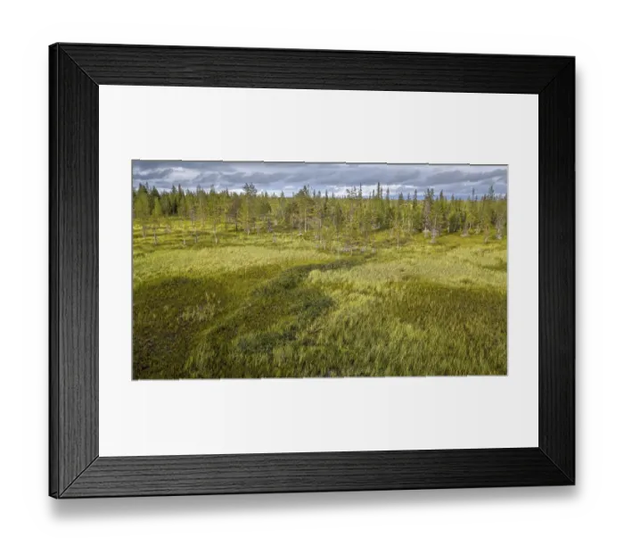Framed Print : Drone view, aerial photo, arctic boreal forest with Pines (Pinus) in wetland