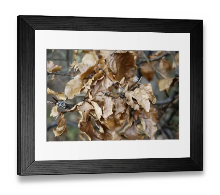 Framed Print : Autumnal, dried leaves of beech tree fagus sylvatica fagaceae
