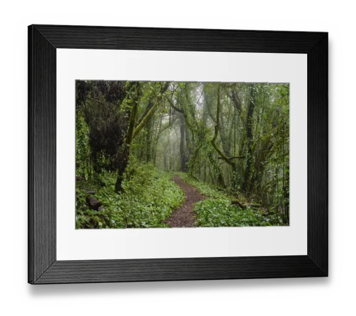 Framed Print : Hiking trail in the cloud forest