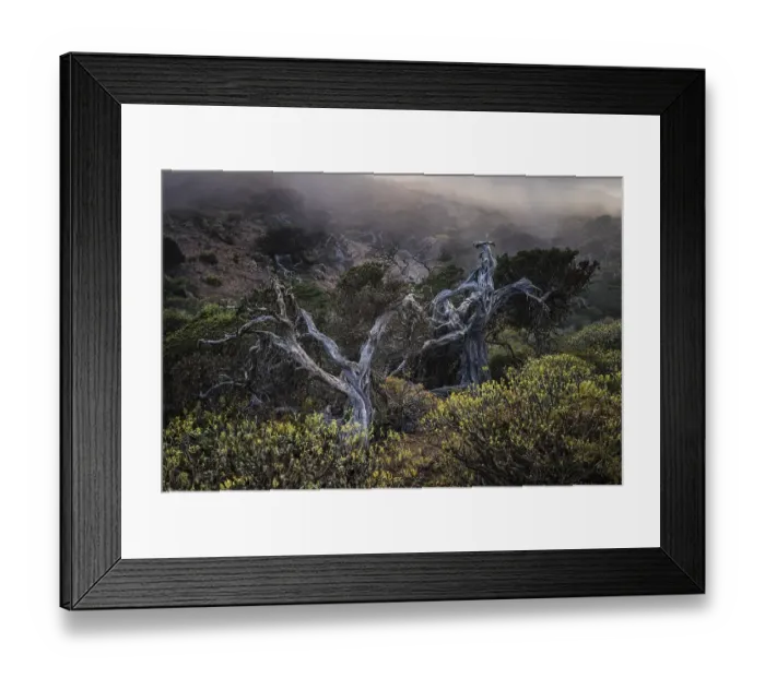 Framed Print : Juniper trees, foggy atmosphere