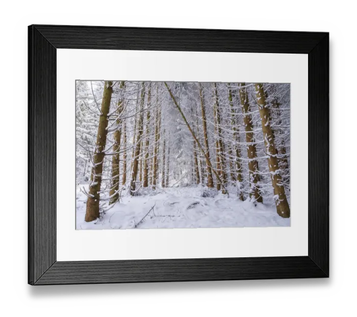 Framed Print : Tree trunks in snow, winter forest
