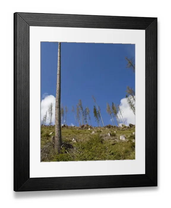 Framed Print : Mountainside with tree stumps after storm Framed Print : Mountainside with tree stumps after storm