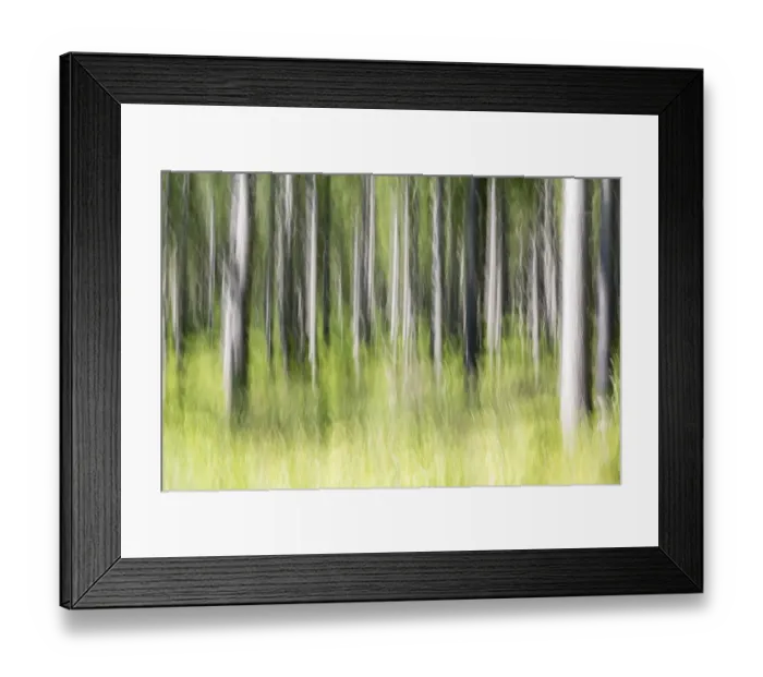 Framed Print : Forest, trees, blurred, Bavaria, Germany, Europe Framed Print : Forest, trees, blurred, Bavaria, Germany, Europe