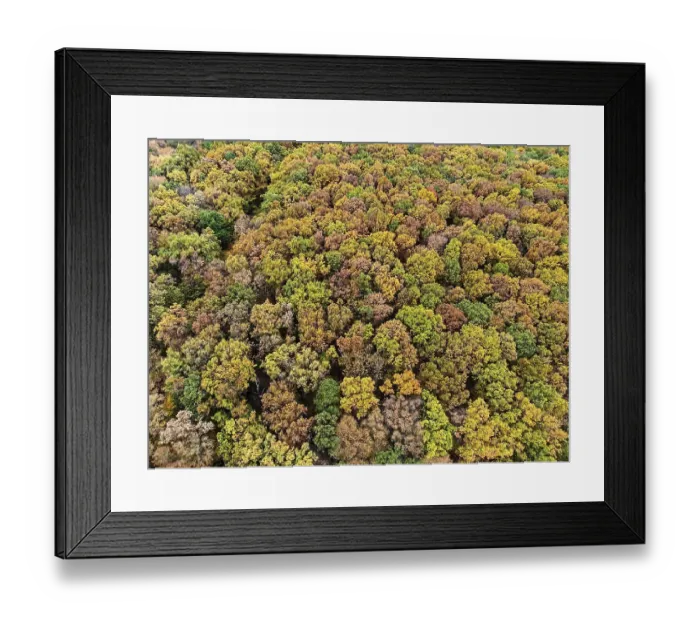 Framed Print : Treetops, deciduous forest from above in autumn