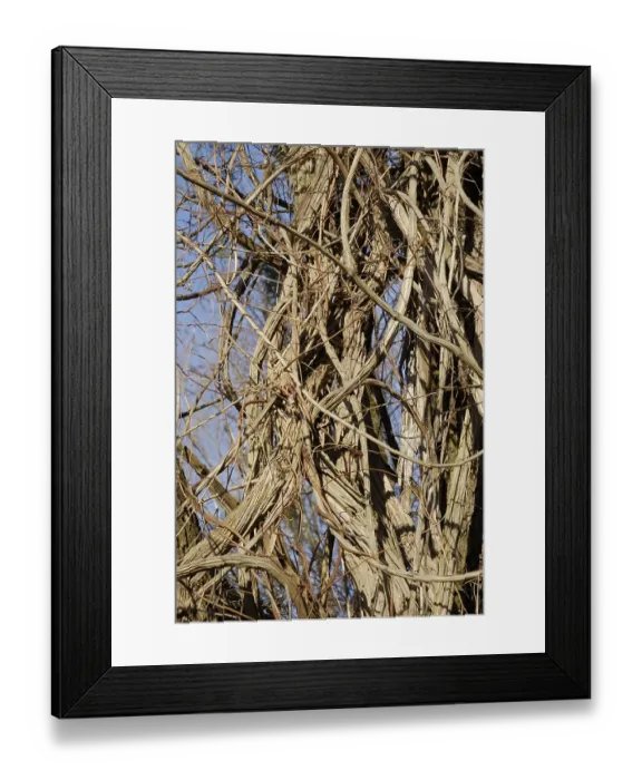 Framed Print : Thicket of Old Man's Beard or Traveller's Joy (Clematis vitalba)