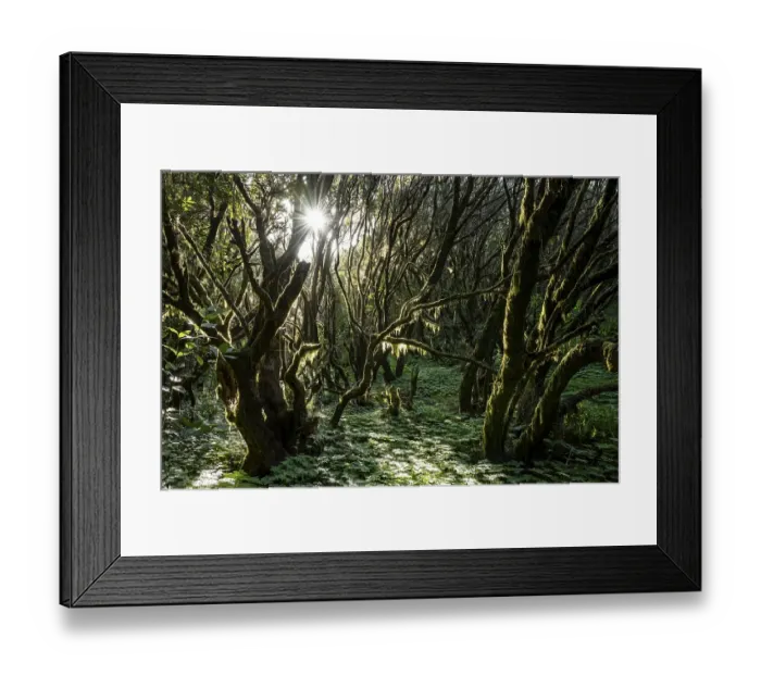 Framed Print : The sun shines into the laurel forest; Garajonay National Park; La Gomera; Canary Islands; Spain