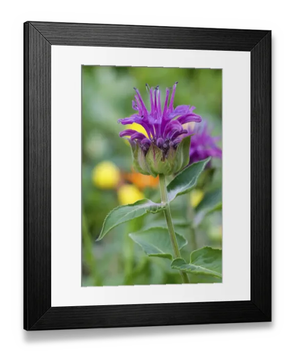 Framed Print : Beebalm (Monarda hybrid) Framed Print : Beebalm (Monarda hybrid)