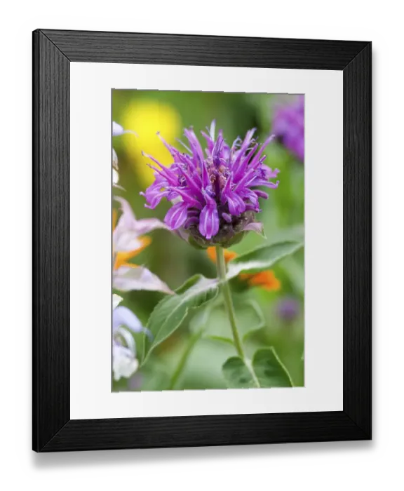 Framed Print : Beebalm (Monarda hybrid) Framed Print : Beebalm (Monarda hybrid)