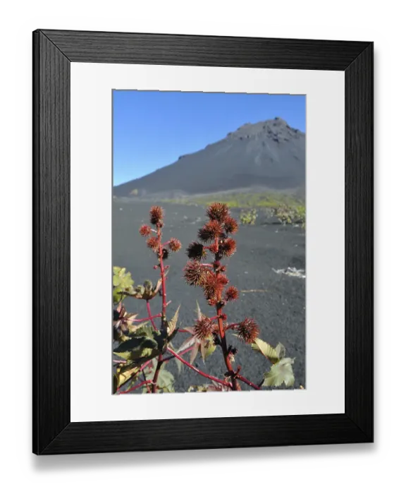 Framed Print : Castor Oil plant (Ricinus communis) in front of the Pico de Fogo Volcano Framed Print : Castor Oil plant (Ricinus communis) in front of the Pico de Fogo Volcano