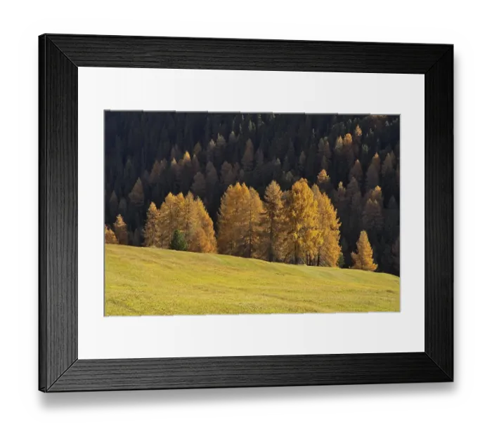 Framed Print : Larch (Larix) in autumn colors