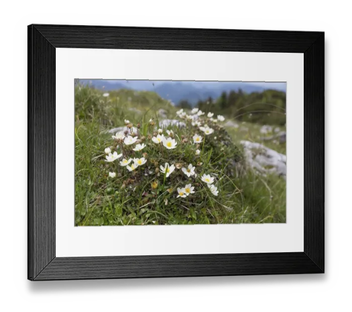 Framed Print : White dryad (Dryas octopetala) in the Alps Framed Print : White dryad (Dryas octopetala) in the Alps