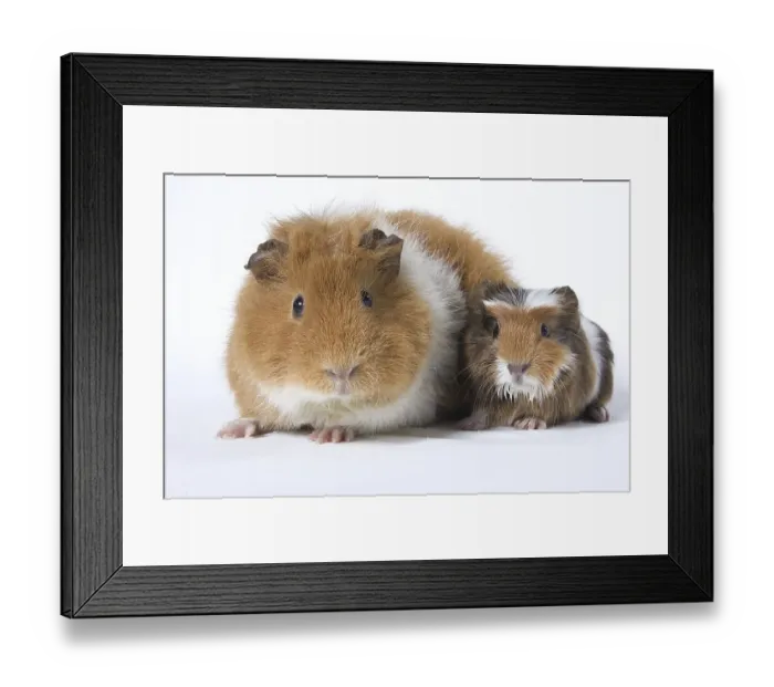 Framed Print : Guinea Pig pig with kitten Framed Print : Guinea Pig pig with kitten