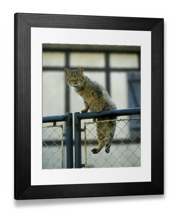 Framed Print : European Brown Tabby Domestic Cat