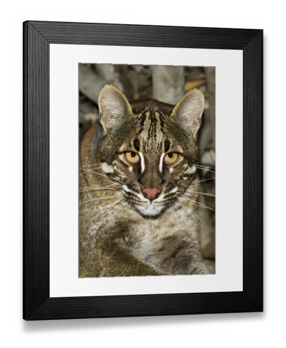 Framed Print : ASIAN GOLDEN CAT OR TEMMINK'S CAT catopuma temmincki